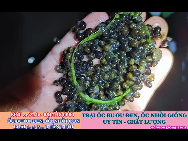 Ốc con mới nở cần được chăm sóc trong môi trường nước sạch và giàu thức ăn