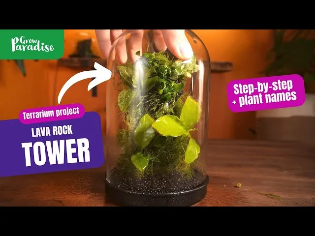 Kỹ thuật sắp xếp đá Lava Flow tạo chiều sâu và các lớp ngăn cách trong Terrarium