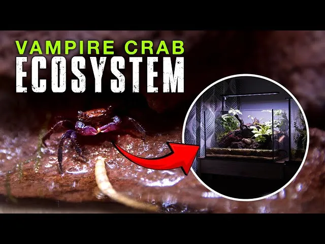 Mô hình Terrarium Halloween Lava và Cua Vampire Ma Quái với ánh sáng đỏ ma mị