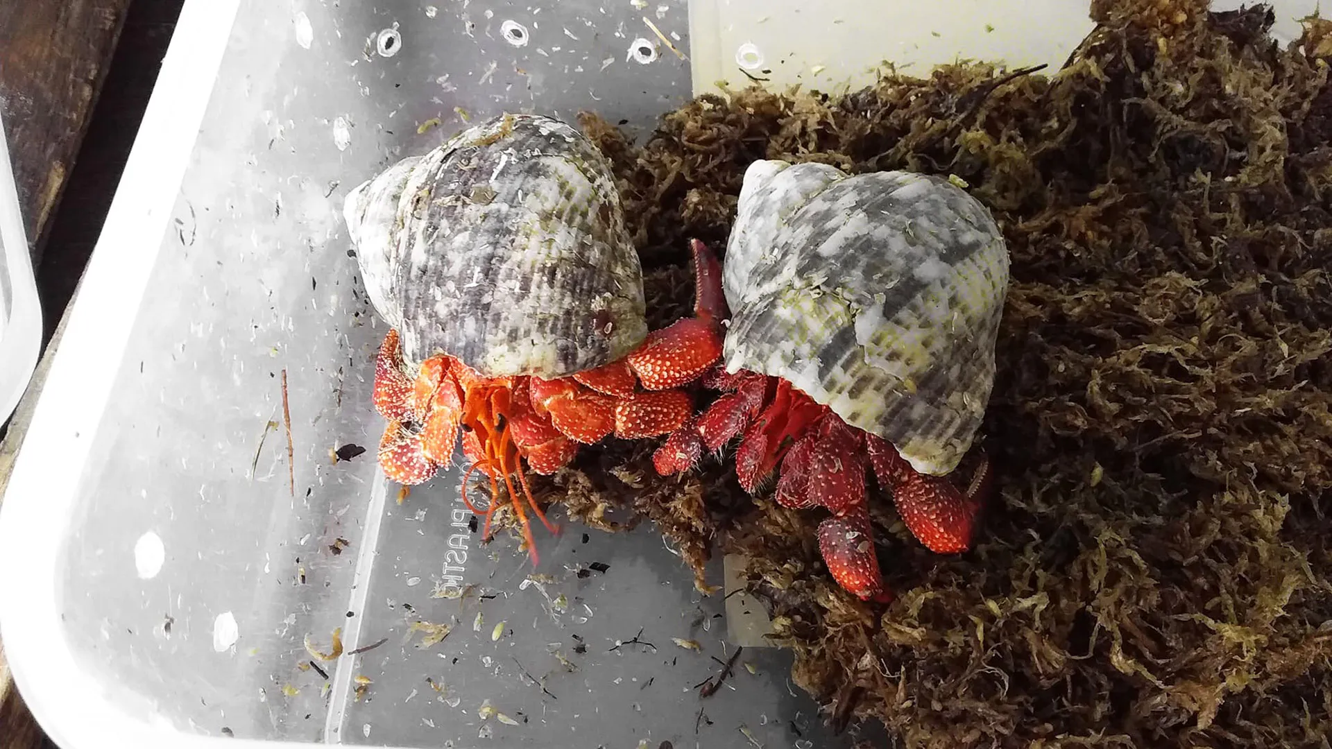 Thiết kế bể nuôi phân tầng giúp ốc mượn hồn thỏa mãn bản năng leo trèo một cách an toàn