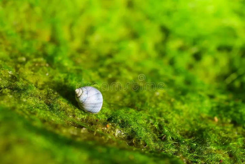 snail-shell-moss-closeup-little-freshwater-retracted-its-blue-white-coiled-living-stone-picture-taken-low-36604770 Vẻ đẹp cuốn hút của ốc Blue Velvet trên nền rêu xanh mướt