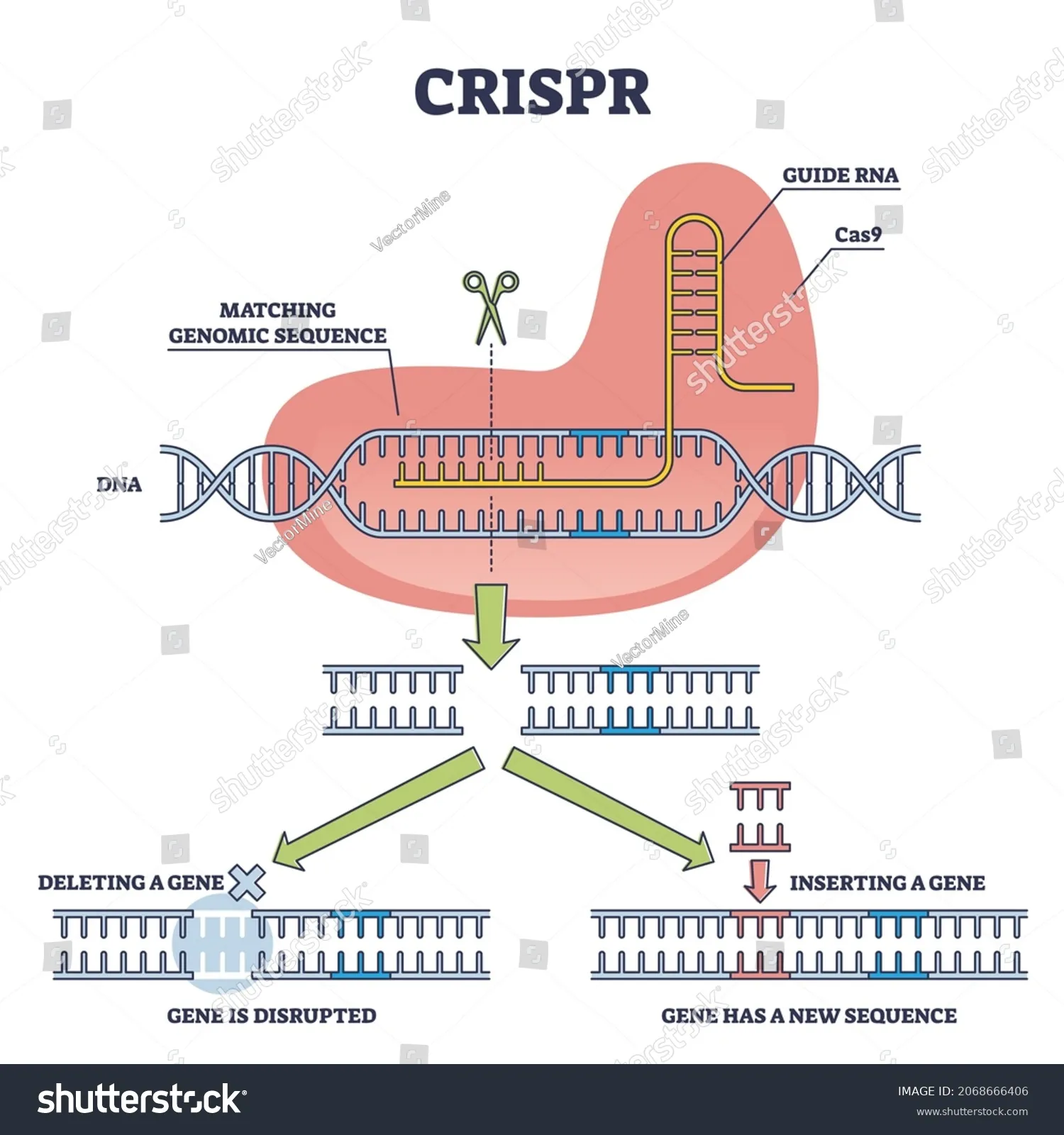 Kỹ thuật CRISPR cho phép can thiệp chính xác vào bộ gene của ốc sên để tạo ra các đặc tính ưu việt