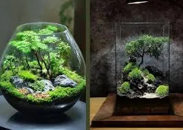 Quy trình sắp xếp các lớp nền và bố cục cho Terrarium Sakura