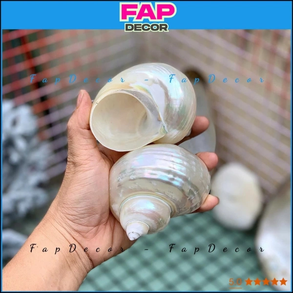Lựa chọn đơn vị cung cấp uy tín để sở hữu vỏ ốc Violet Queen chính hãng