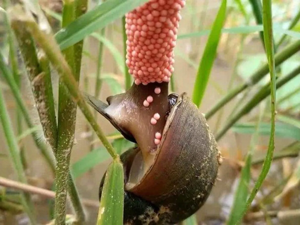 Ổ trứng ốc bươu đen mới đẻ có màu trắng hồng đặc trưng