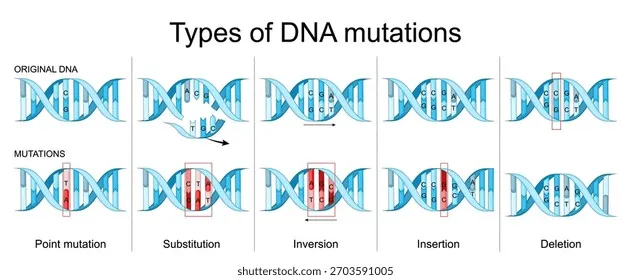 Minh họa quá trình đột biến cấu trúc DNA dưới tác động của các tác nhân môi trường
