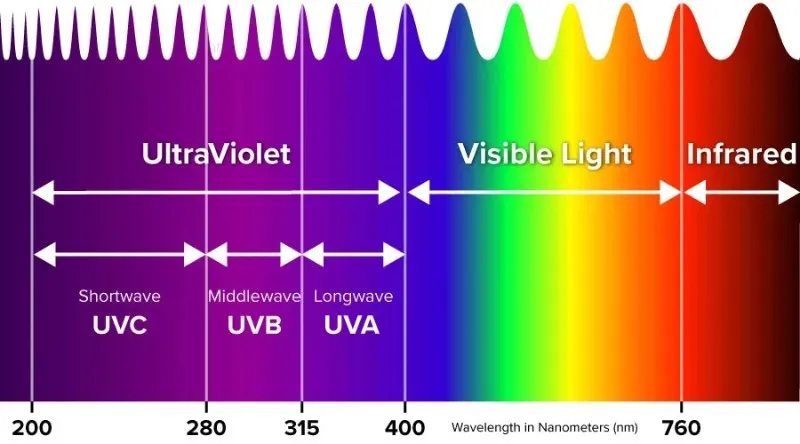 Sự khác biệt rõ rệt của vỏ ốc khi được kích hoạt bởi ánh sáng UV