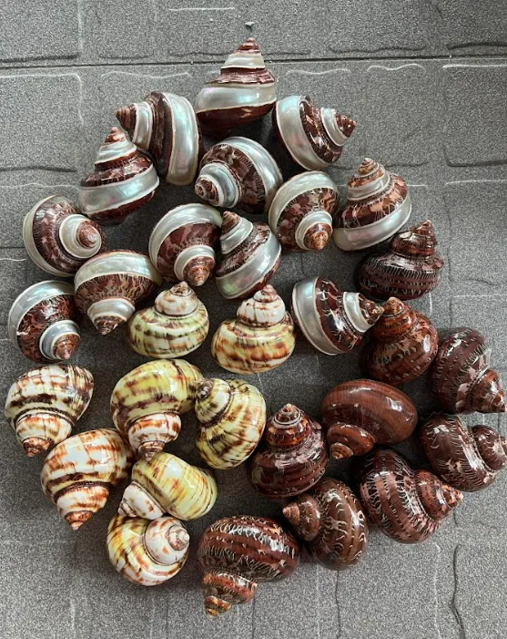 Sự đa dạng và chất lượng vượt trội của các loại ốc hiếm Việt Nam đang thu hút mạnh mẽ thị trường Nhật Bản