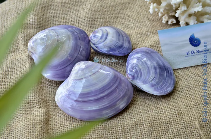 vo-ngheu-tim-3 Vỏ Ốc Tím Violet Queen Nữ Hoàng Độc Quyền mang vẻ đẹp kiêu sa và đẳng cấp cho không gian
