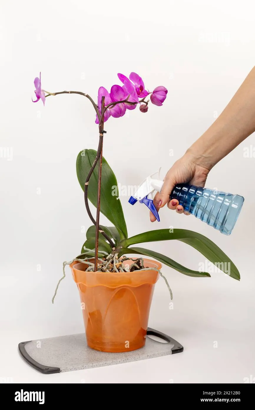 Ứng dụng bình Violet Queen 2026 trong việc chăm sóc hoa lan tinh tế