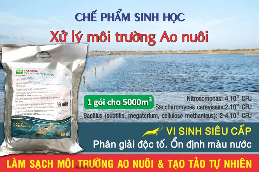 Kiểm soát chất lượng nước là yếu tố then chốt giúp ốc phát triển khỏe mạnh